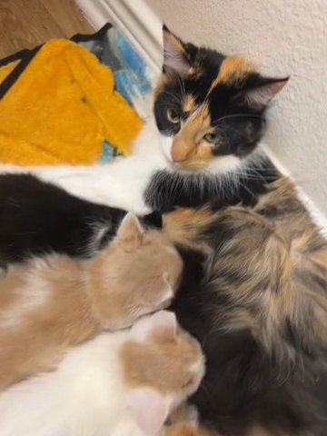 Kittiess Need Loving Home in San Marcos, Texas