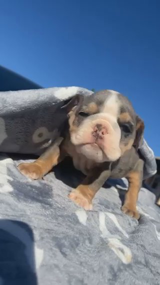 English Bulldog in El Paso, Texas