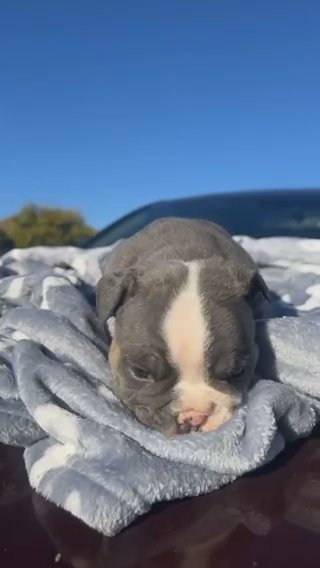 Bulldog Ingles in El Paso, Texas