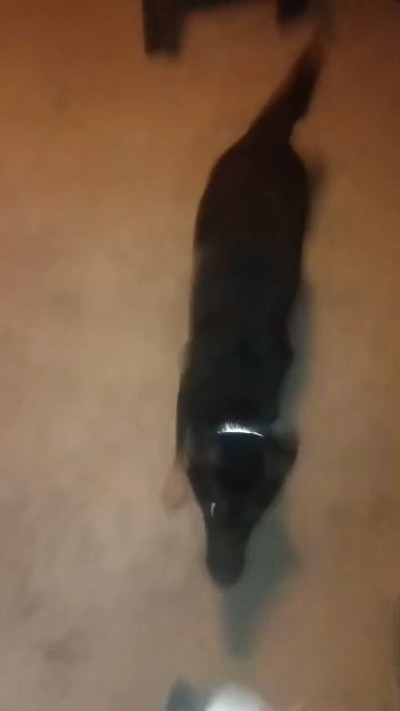 URGENT! Belgian Malinois Mix in Brownsville, Texas