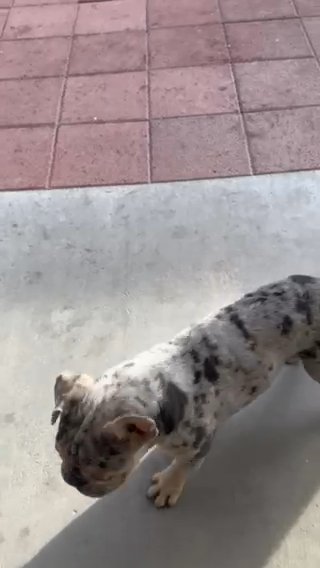 Lilac Merle French Bulldog in Las Vegas, Nevada