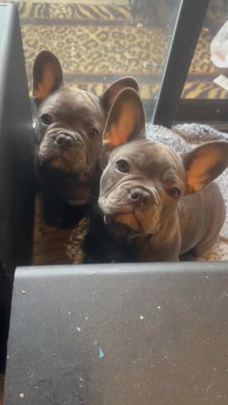 French Bulldogs in Vallejo, California