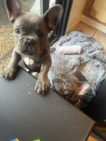 French Bulldog in Vallejo, California