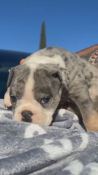 English Bulldog in El Paso, Texas