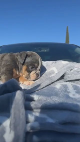 English Bulldog in El Paso, Texas