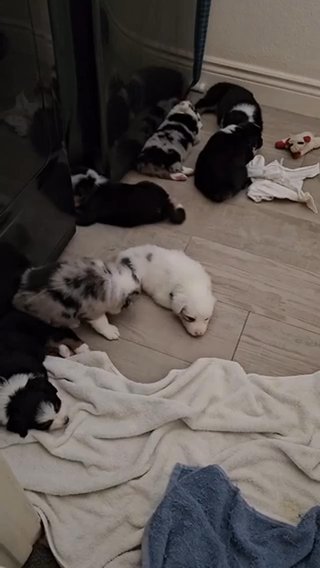 Australian Shepherds in Menifee, California