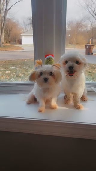 Coton De Tulear in Chicago, Illinois