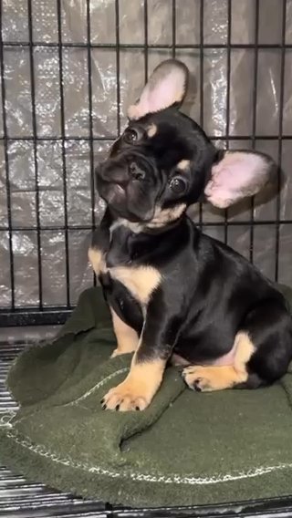 French Bulldog in Phoenix, Arizona