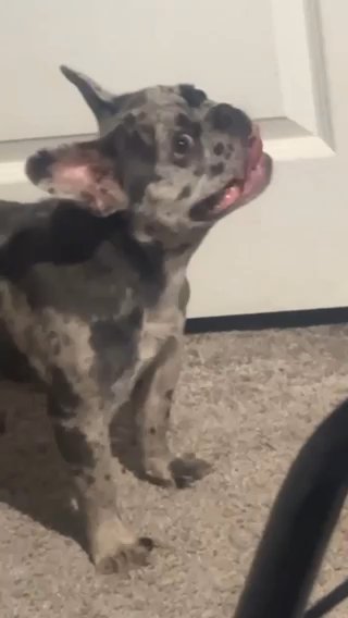 Beautiful Female Merle in Lynchburg, Virginia