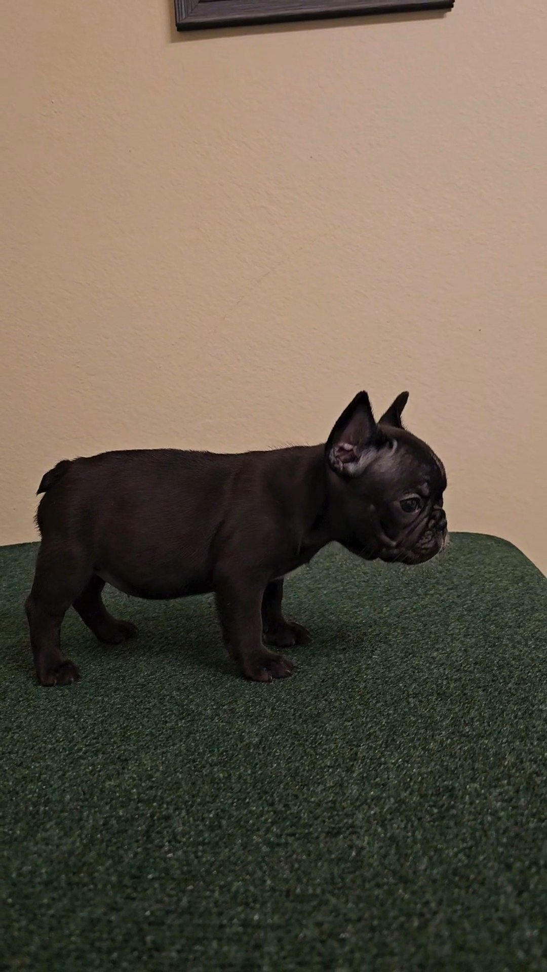 Penelope in Harlingen, Texas