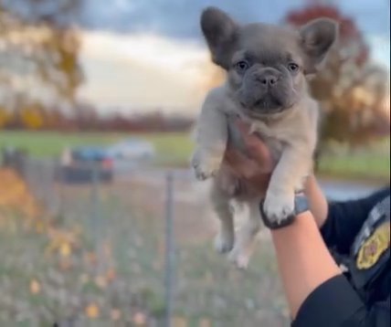 A1 Male Lilac And Tan Fawn Freak-a-chu Pup in Washington, District of Columbia