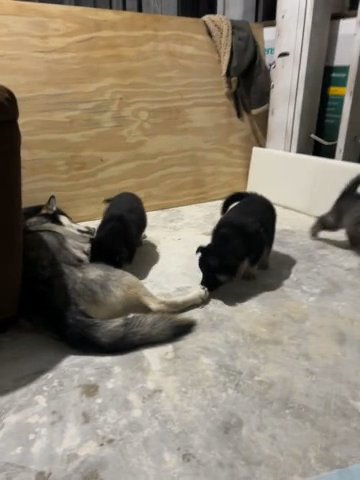 Husky German Shepherd Puppies in Douglasville, Georgia