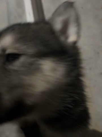 Husky German Shepherd Mix-Shepsky as in Douglasville, Georgia