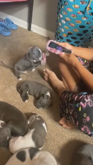 Blue Nose Pit Bull Pups in Charlotte, North Carolina