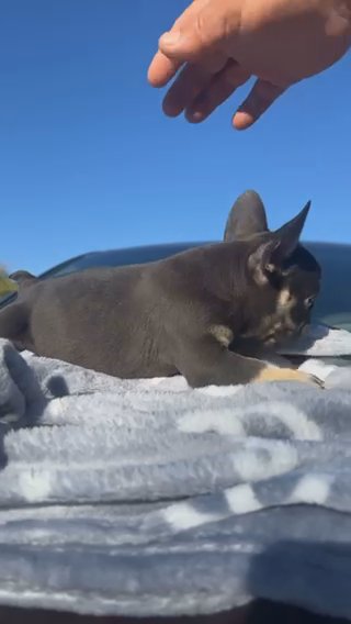 French Bulldog in Odessa, Texas