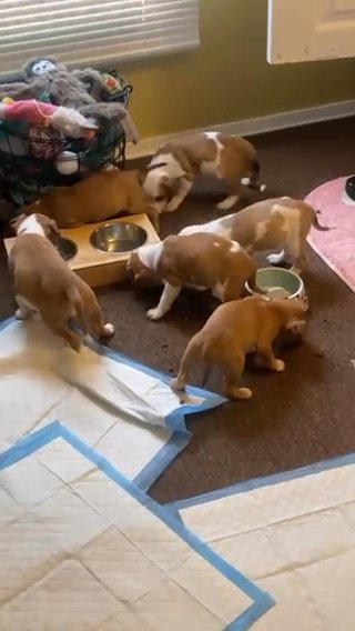 Litter Of Baby Pitbulls in Dover, Delaware