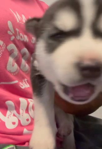 Siberian Husky puppy in Miami, Florida