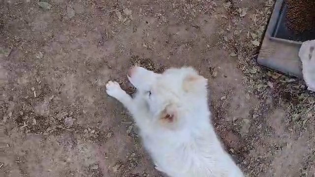 female husky in Tulsa, Oklahoma