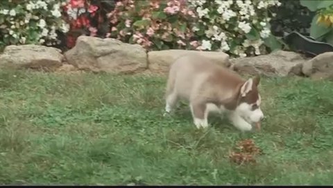 Siberian Husky in New York City, New York