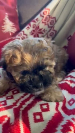 Shichonpoo Puppy *Reserved* in Rochester, New York