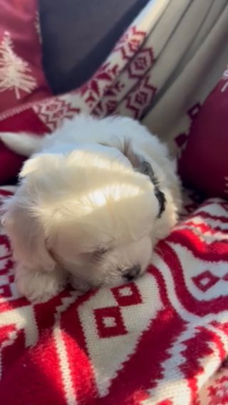 Shichonpoo Puppy *Reserved* in Rochester, New York