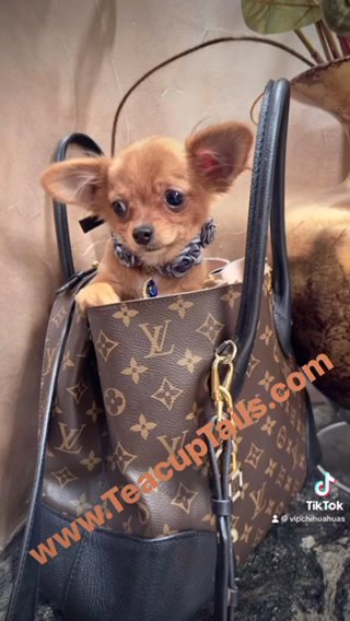 TEDDY - Longhair Chihuahua in Sacramento, California