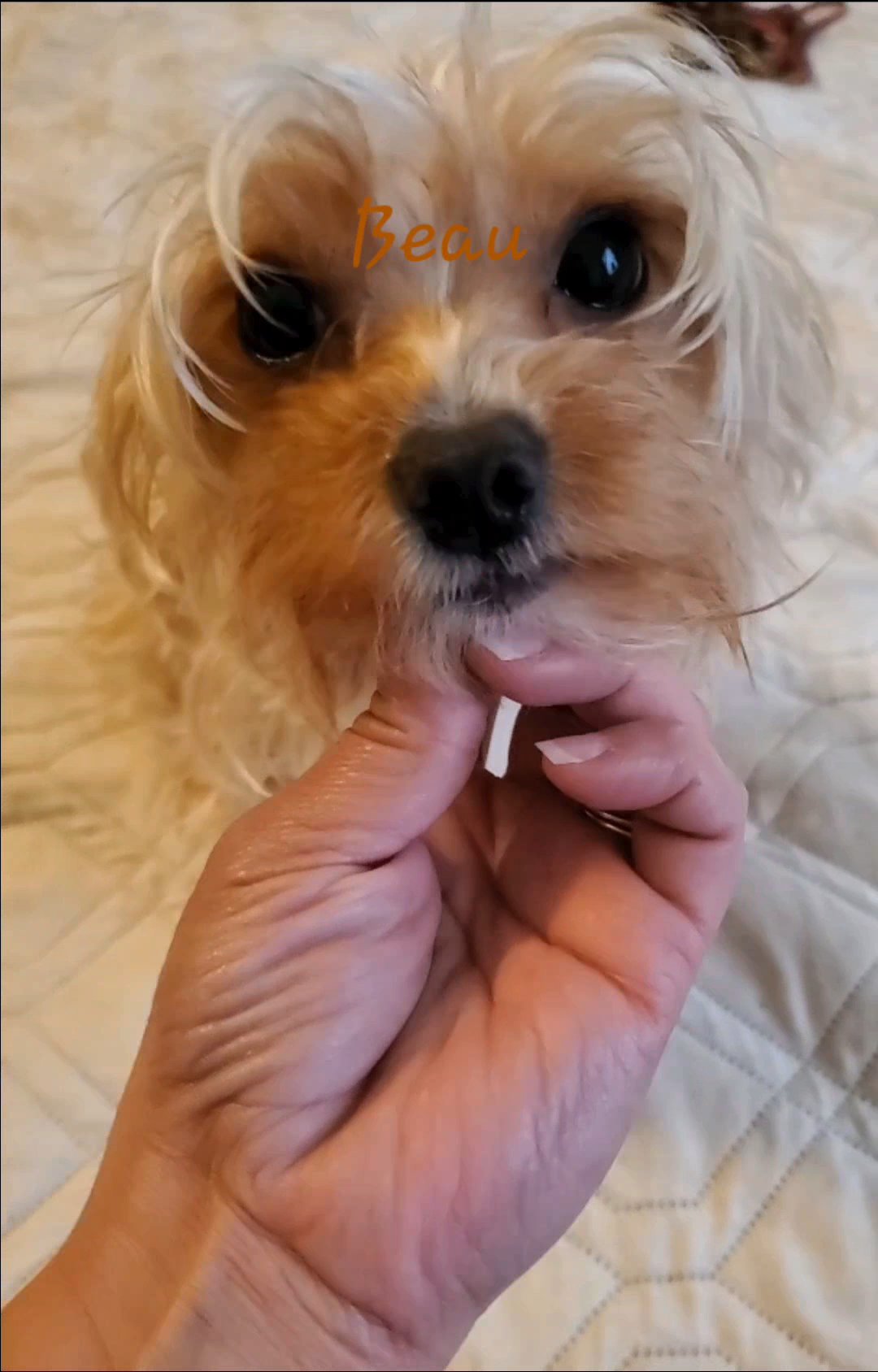 Beau Sable Blonde Yorkie in Pearland, Texas