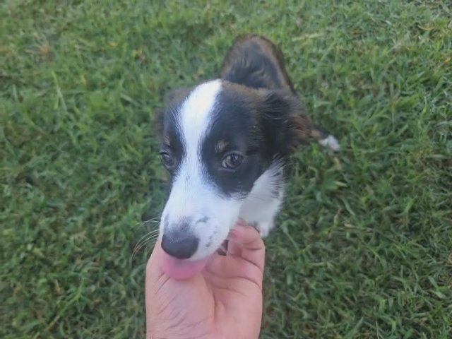 **Holiday Special Miniature Australian Shepherd-Male in Spring, Texas