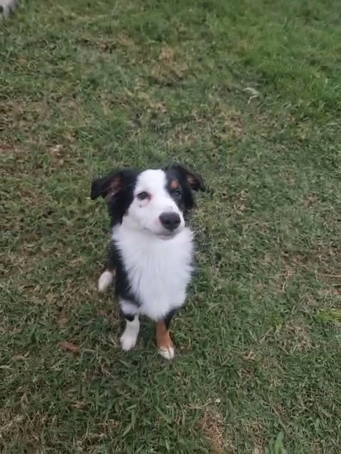 Unique Male Miniature Australian Shepherd in Spring, Texas