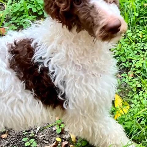 Parti poodle in San Antonio, Texas