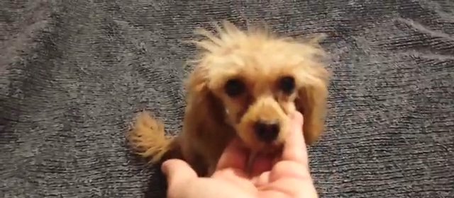 Toy Poodle in Sikeston, Missouri