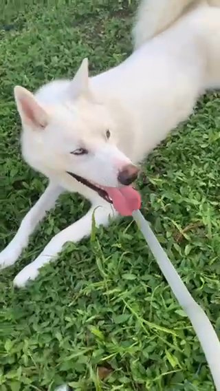 White Husky in Hollywood, Florida