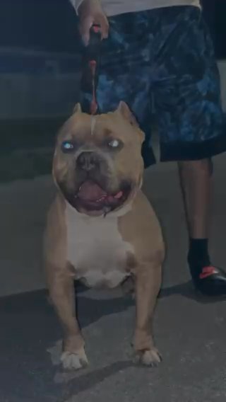 American Bully Stud Service in Miami, Florida