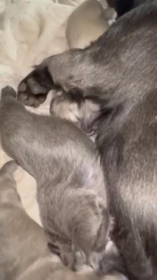 Visual Fluffy French Bulldog in Dallas, Texas