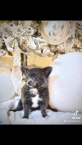 BLUES - TEACUP Longhair Chihuahua in Sacramento, California