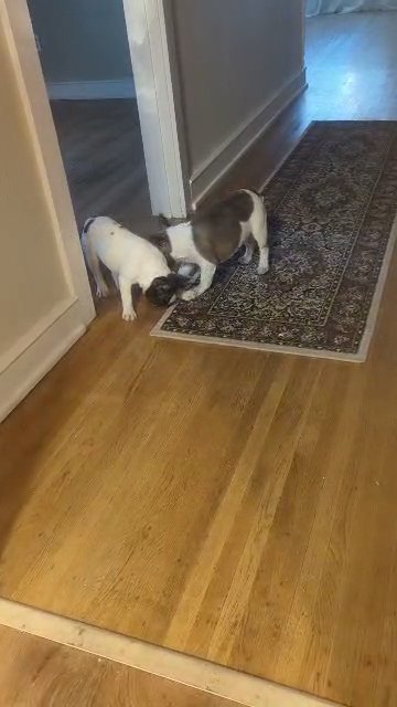 6 month old Blue pied French Bulldog in Spokane, Washington