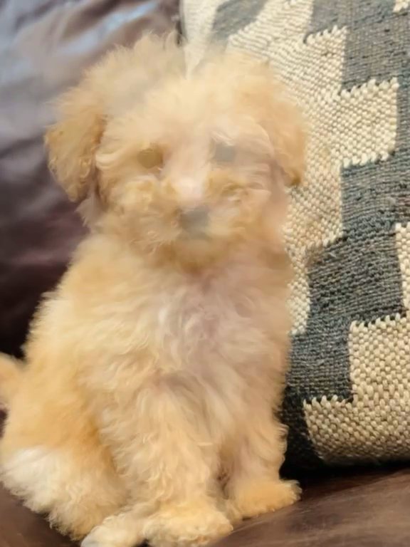 Mini Multigen Goldendoodle in Andrews, Texas