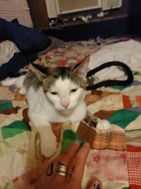 Free Female Cat in Bossier City, Louisiana