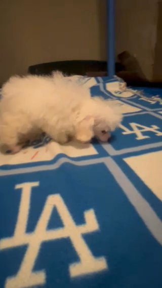 Tcup Female Poodle in Victorville, California