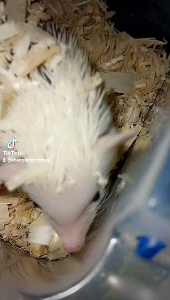 "Barrel" Male African Pygmy Hedgehog in St. Louis, Missouri
