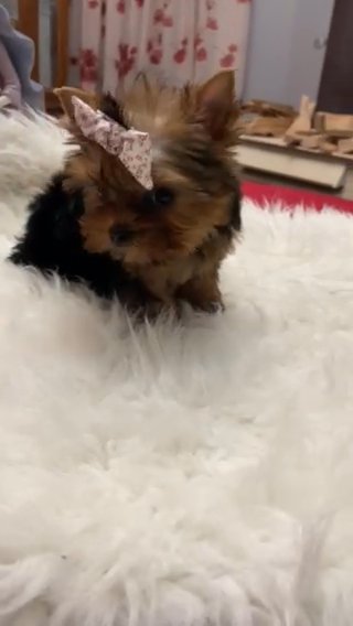 Little Girl Yorkshire Terrier in Boston, Massachusetts