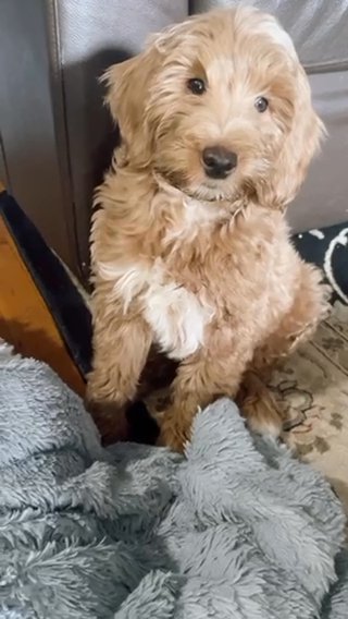 11weeks Mini Golden Doodle Male in New York City, New York