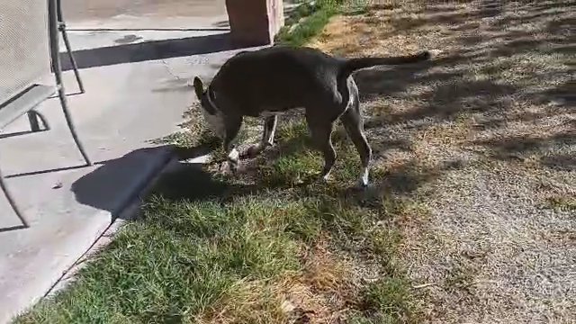 Play Time in Mesa, Arizona