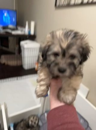 Toy Mal-shi-poo…. Male in McMinnville, Oregon