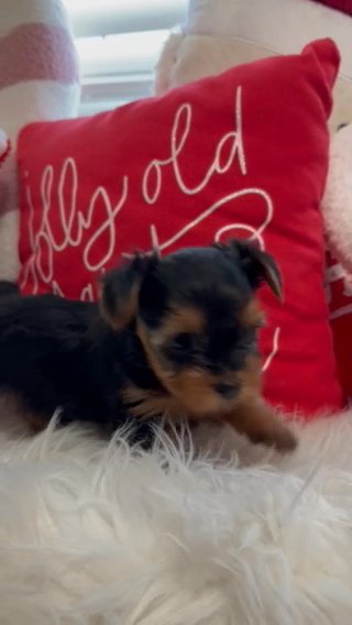 Small Yorkie Puppies in San Bernardino, California