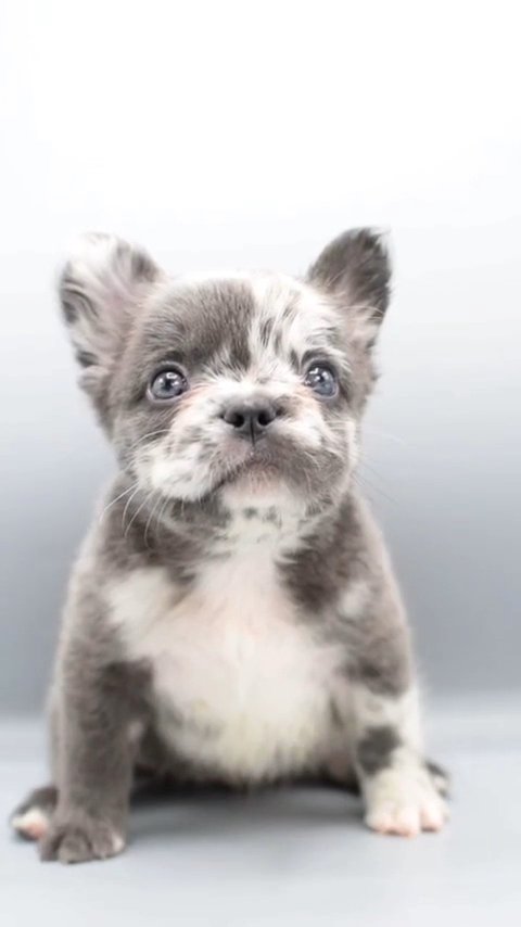 Fluffy French Bulldog in Orlando, Florida