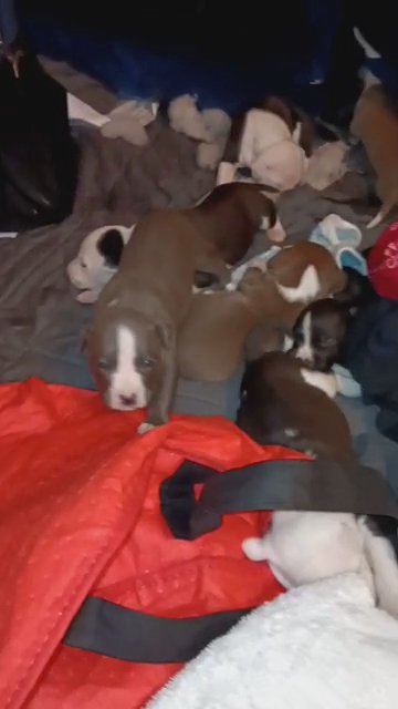 apbt ukc dual registered in Houston, Texas