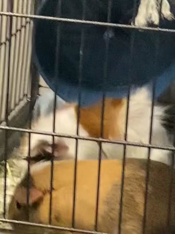 Guinea Pigs in Detroit, Michigan