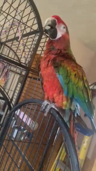 Scarlet Macaw Parrot For Sale in Omaha, Nebraska