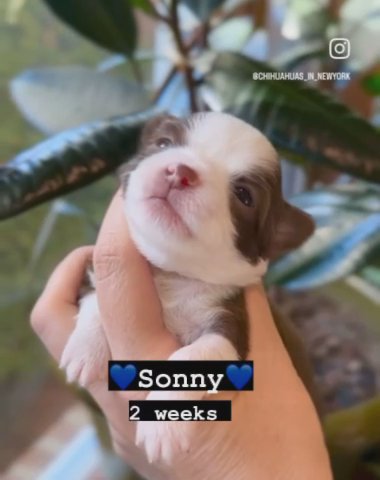 Sonny ??? Chihuahua male in Brooklyn, New York
